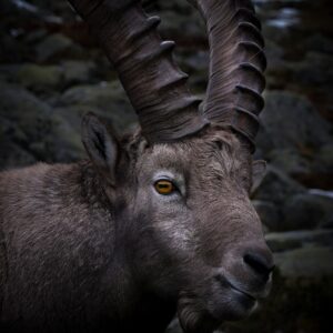 big game hunt ibex